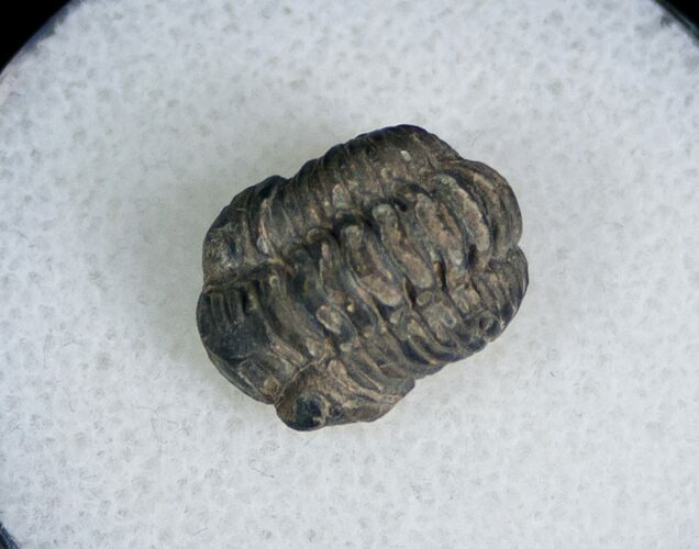 Bargain Phacopid Trilobite From Morocco #7008
